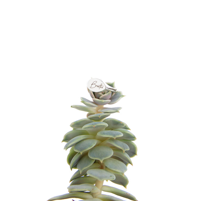 Mantra Singet Ring personalized engraved with Breathe on succulent - Blooming Lotus Jewelry